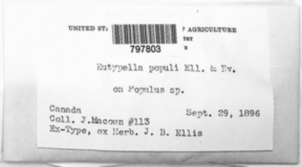 Eutypella populi image